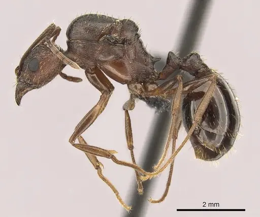 Aphaenogaster texana - CASENT0270968