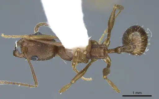 Aphaenogaster texana - CASENT0914471