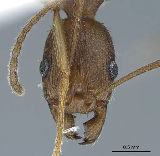 Aphaenogaster texana - CASENT0914471