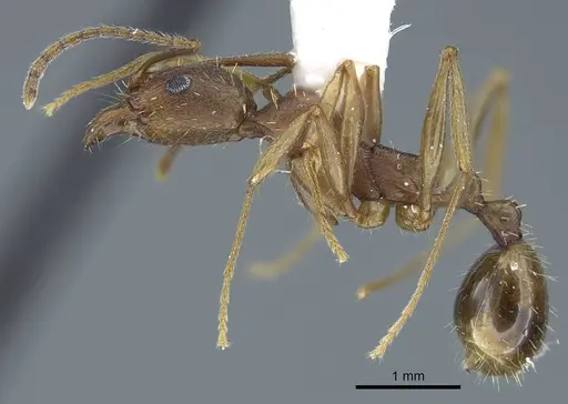Aphaenogaster texana - CASENT0914471