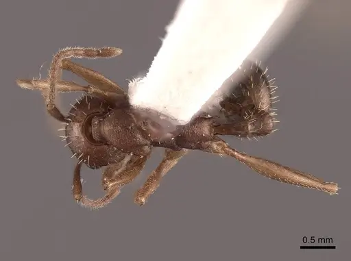 Aphaenogaster texana - FMNHINS0000062927