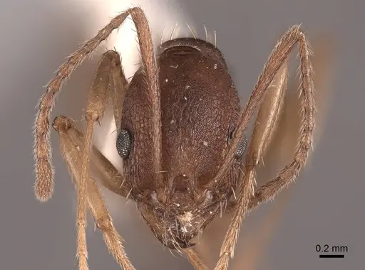 Aphaenogaster texana - FMNHINS0000062927