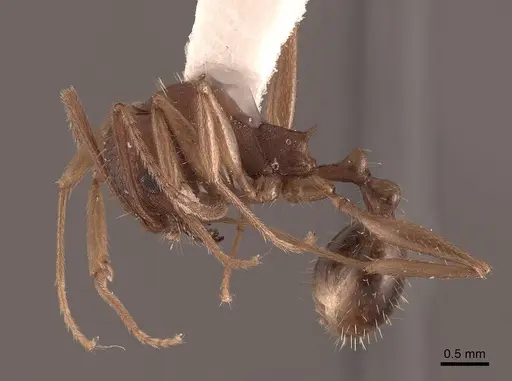 Aphaenogaster texana - FMNHINS0000062927