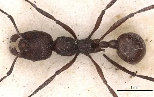 Aphaenogaster tibetana specimen
