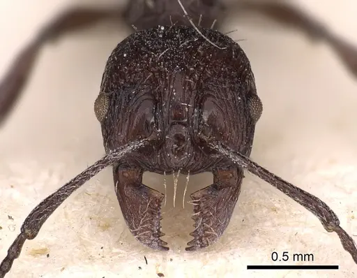 Aphaenogaster tibetana specimen
