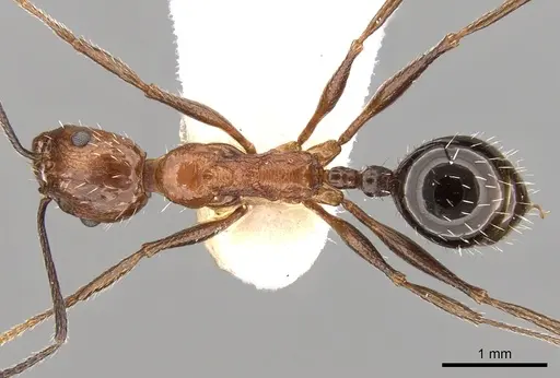 Aphaenogaster tipuna specimen