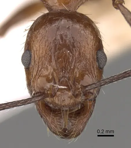 Aphaenogaster tipuna specimen