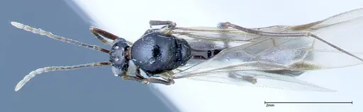 Aphaenogaster tipuna - FOCOL0214