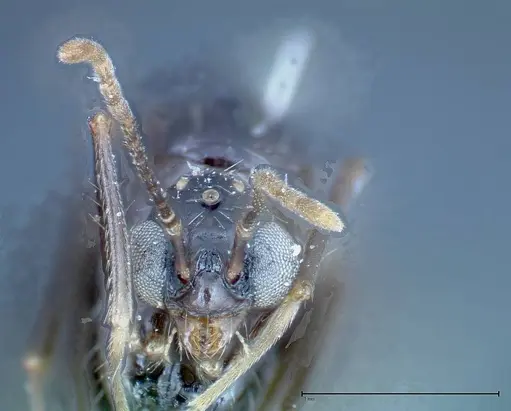 Aphaenogaster tipuna - FOCOL0214
