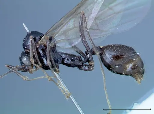 Aphaenogaster tipuna - FOCOL0214