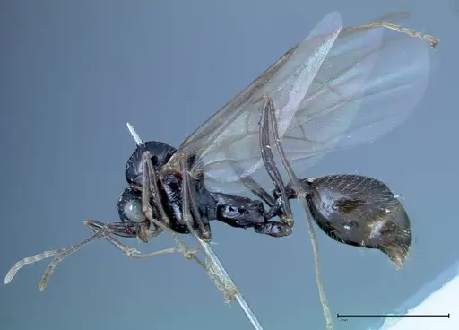 Aphaenogaster tipuna - FOCOL0214