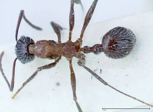 Aphaenogaster tipuna - FOCOL0215