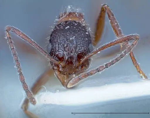 Aphaenogaster tipuna - FOCOL0215