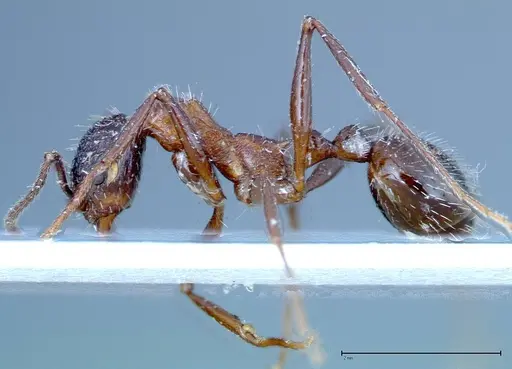 Aphaenogaster tipuna - FOCOL0215