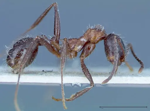 Aphaenogaster tipuna - FOCOL0215