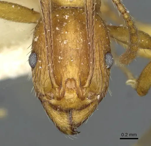 Aphaenogaster transcaucasica specimen