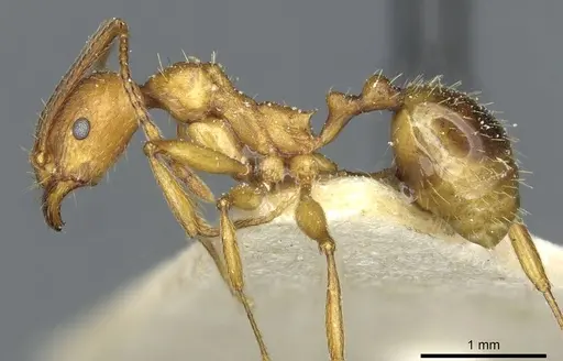 Aphaenogaster transcaucasica specimen