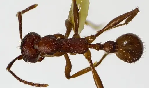 Aphaenogaster treatae specimen