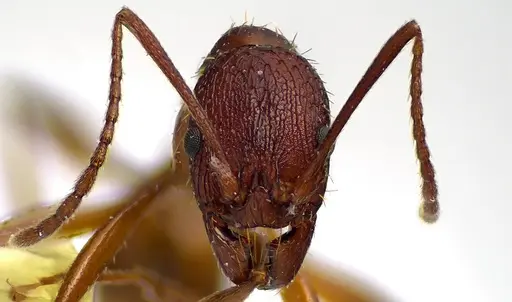 Aphaenogaster treatae specimen