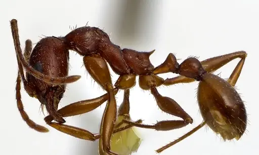 Aphaenogaster treatae specimen