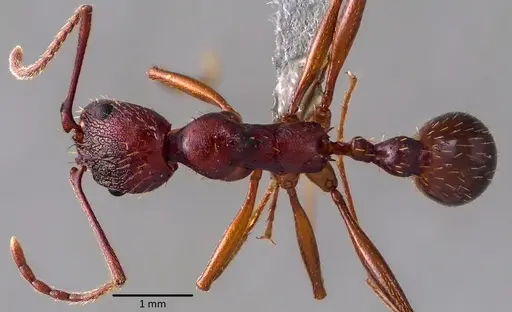 Aphaenogaster treatae - ANTWEB1041771