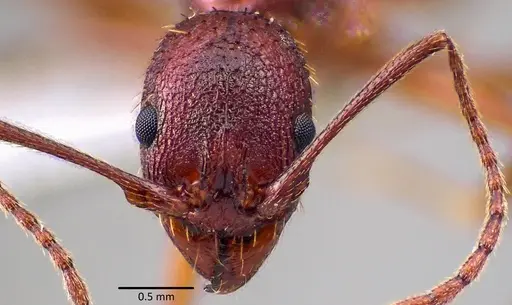 Aphaenogaster treatae - ANTWEB1041771