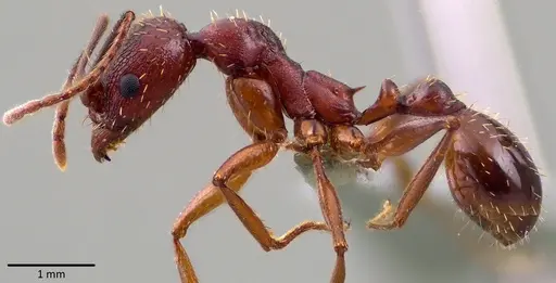 Aphaenogaster treatae - ANTWEB1041771