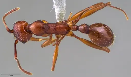 Aphaenogaster treatae - ANTWEB1060062