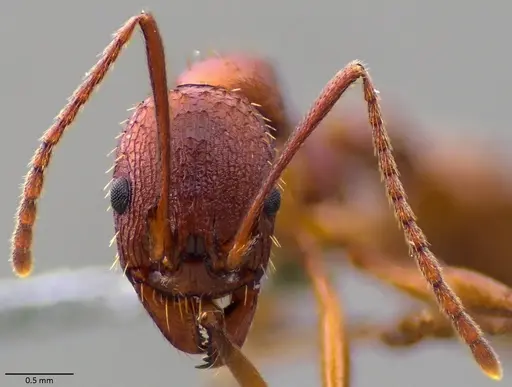 Aphaenogaster treatae - ANTWEB1060062