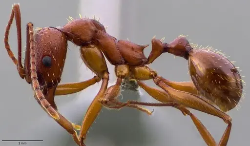 Aphaenogaster treatae - ANTWEB1060062