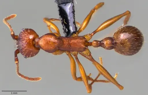Aphaenogaster treatae - ANTWEB1060126