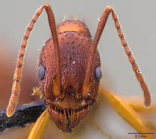 Aphaenogaster treatae - ANTWEB1060126