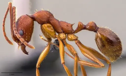 Aphaenogaster treatae - ANTWEB1060126