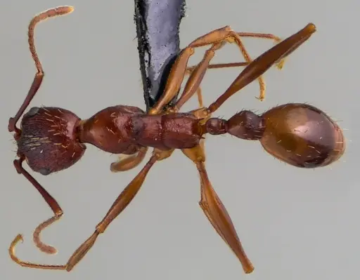 Aphaenogaster treatae - ANTWEB1060132