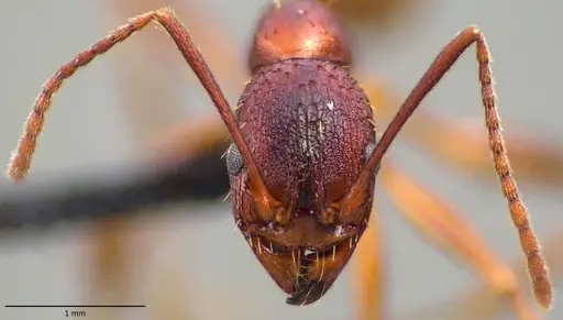 Aphaenogaster treatae - ANTWEB1060132