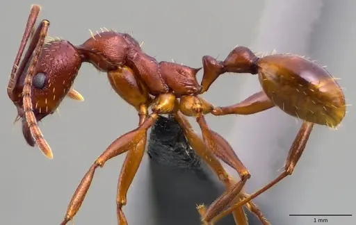 Aphaenogaster treatae - ANTWEB1060132