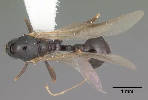 Aphaenogaster treatae - CASENT0103605