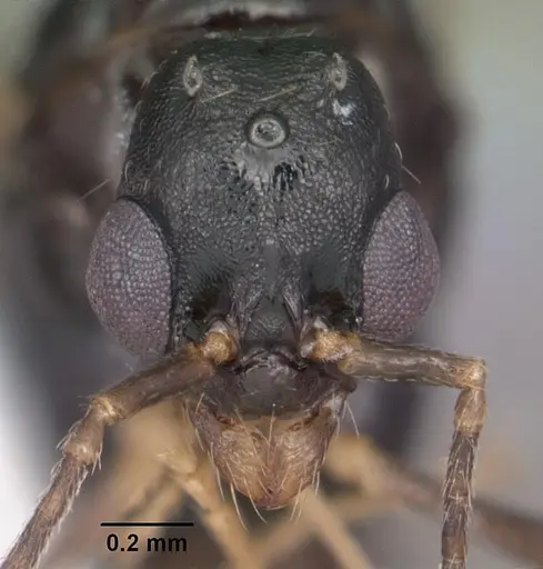 Aphaenogaster treatae - CASENT0103605