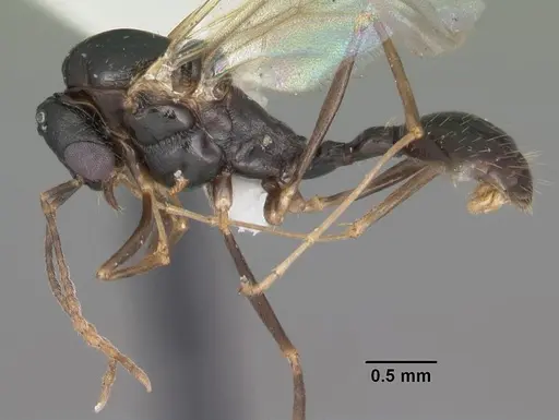 Aphaenogaster treatae - CASENT0103605