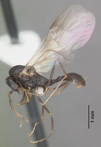 Aphaenogaster treatae - CASENT0103605