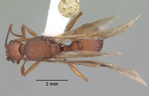 Aphaenogaster treatae - CASENT0103608