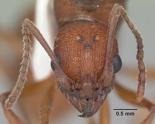 Aphaenogaster treatae - CASENT0103608