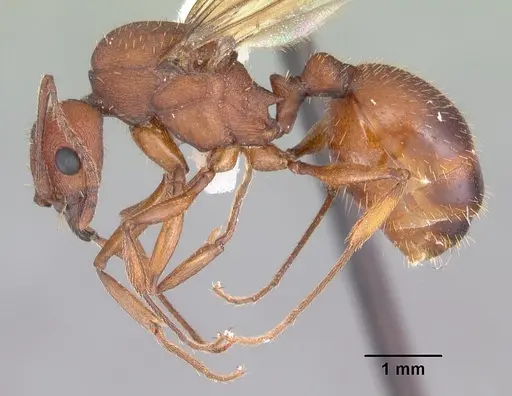 Aphaenogaster treatae - CASENT0103608