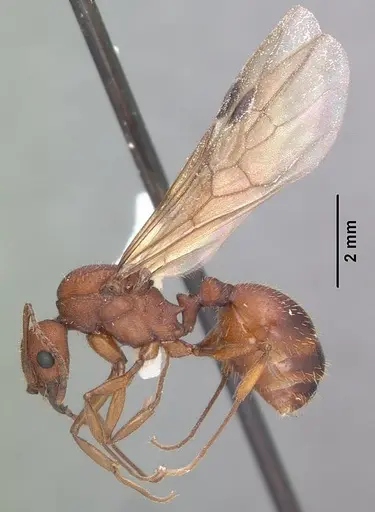 Aphaenogaster treatae - CASENT0103608