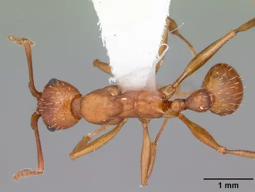 Aphaenogaster treatae - CASENT0103609