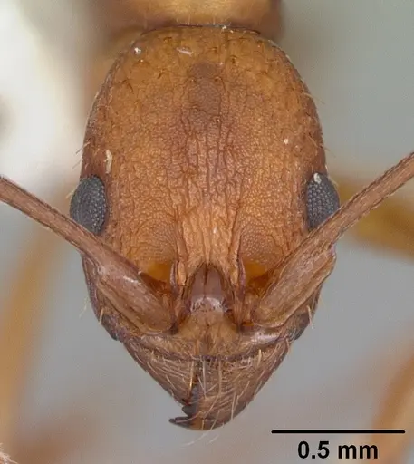 Aphaenogaster treatae - CASENT0103609