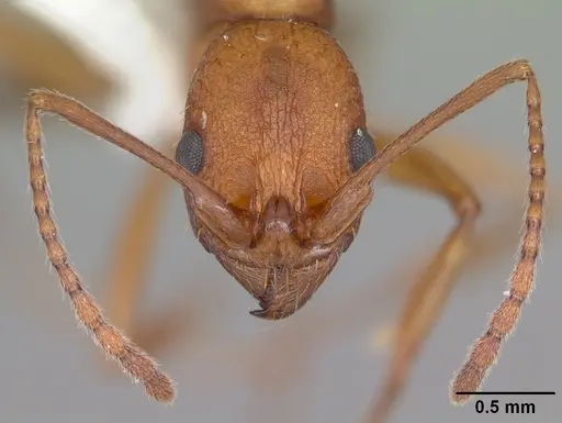 Aphaenogaster treatae - CASENT0103609