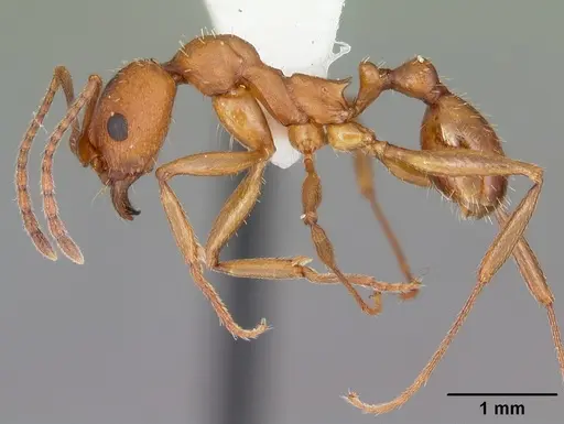 Aphaenogaster treatae - CASENT0103609