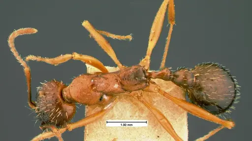 Aphaenogaster treatae - CASENT0105544