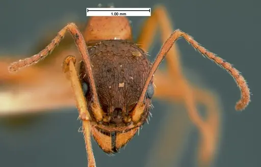 Aphaenogaster treatae - CASENT0105544